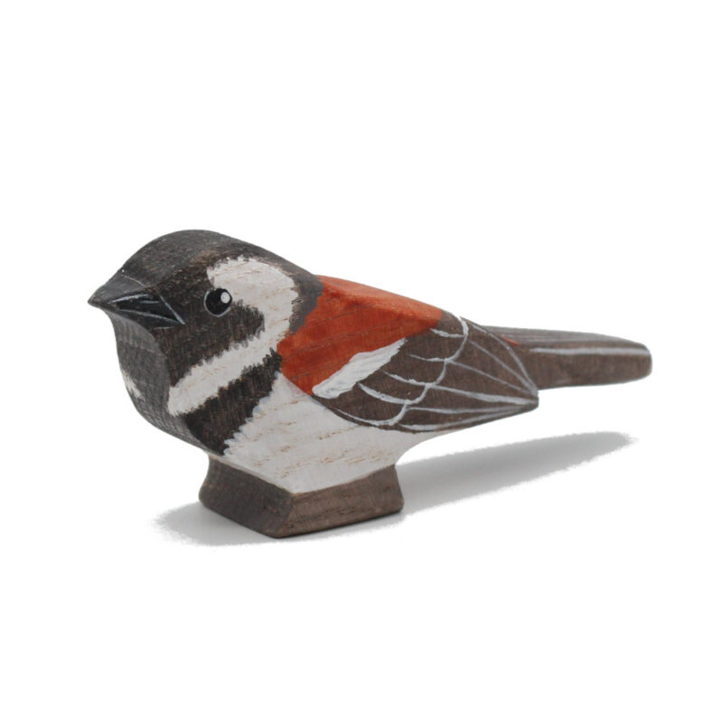 Cape Sparrow